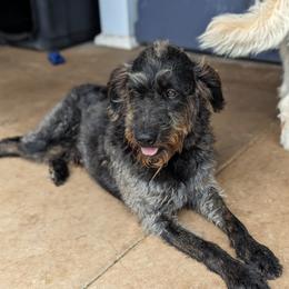 Pickles - Labradoodle