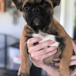 French Bulldog Puppies from NC French Kiss-A-Bulls