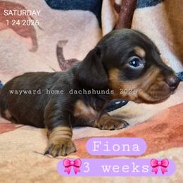 Fiona - Chocolate and tan female Dachshund puppy in Harrodsburg, Kentucky from Wayward Home Dachshunds