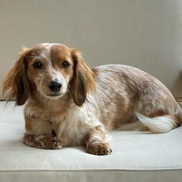 Lucy Belle - Dachshund