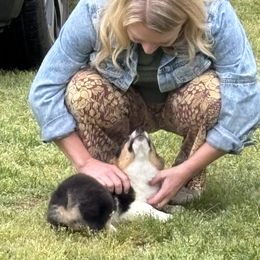 Pembroke Welsh Corgi Puppies from Rollnoaks & Cottontail AKC Pembroke Welsh Corgis