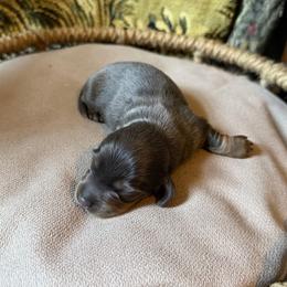 Slate - Blue and tan male Dachshund puppy in Washburn, Tennessee from Broken Arrow Miniature Dachshunds