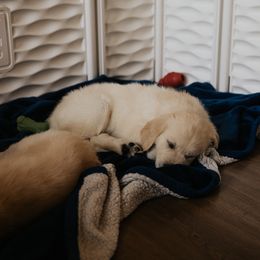 Golden Retriever Puppies from Rosemary Goldens