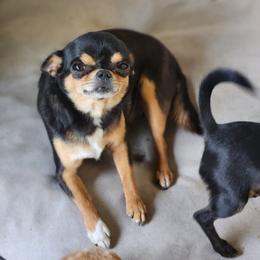 Zoe - Chihuahua