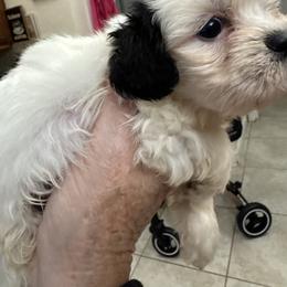 Akc boy 1 black collar - Parti male Lhasa Apso puppy in Chico, California from Lhasa Apsos of northern Ca . Biewer terriers of northern California
