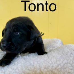 Tonto - Black male Labrador Retriever puppy in Mineral, Virginia from Canine Assist