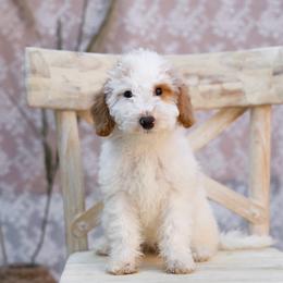 Purple collar girl - Parti female Goldendoodle puppy in Spokane, Washington from Beloved_doodles_WA