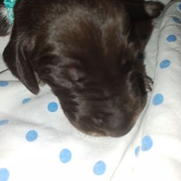 Light blue - Liver roan male German Shorthaired Pointer puppy in Marble, North Carolina from Dancin' German Shorthaired Pointer's