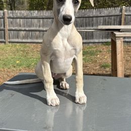 Whippet puppies from Rosmoor Whippets