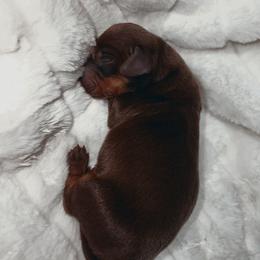 Bricklebaum - Chocolate and tan male Dachshund puppy in San Diego, California from Enchantables