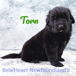 Torn - Black male Newfoundland puppy in Cortez, Colorado from Bear Heart Newfoundlands, LLC