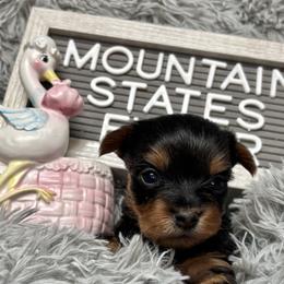 Yorkshire Terrier puppies from Mountain State Puppies
