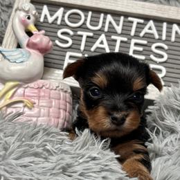 Yorkshire Terrier puppies from Mountain State Puppies