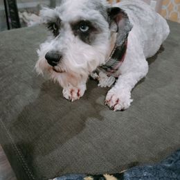 Belle - Miniature Schnauzer
