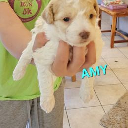 Amy - Yellow and white female Bernedoodle puppy in Midland, Michigan from Puppy Place