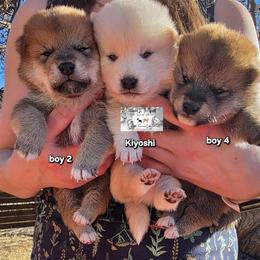 Shiba Inu puppies from Diamonds In The Ruff Boston Terriers