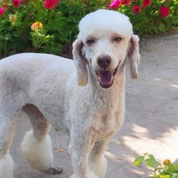 Judy - Poodle