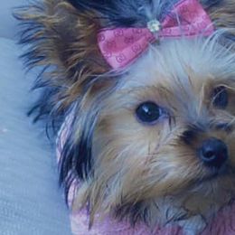 Yorkshire Terriers from Ideal Companions