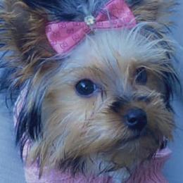 Yorkshire Terriers from Ideal Companions