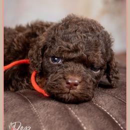 Foreman - Brown male Cockapoo puppy in Connersville, Indiana from Deaz Doodle Ranch