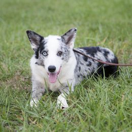 Zoe - Border Collie