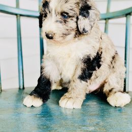 Aussiedoodle and Bernedoodle Puppies from North Mountain Doodles