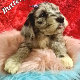 Sheepadoodle Puppies from Mountain View Family Doodles