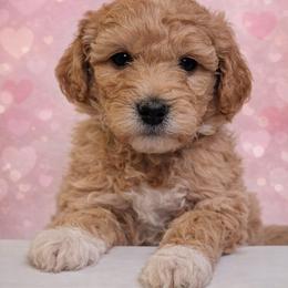 Curtis - Apricot male Goldendoodle puppy in Hendersonville, Tennessee from Ben's Best Buddy Goldendoodles