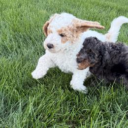 Goldendoodles from Deszy’s Goldendoodle Pups