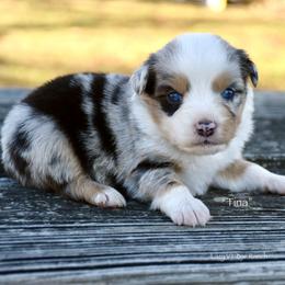 Tina - Blue merle female Miniature Australian Shepherd puppy in Evant, Texas from Lazy VT Bar Ranch