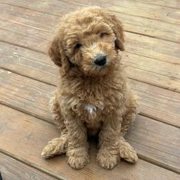 Jude - Apricot male Goldendoodle puppy in Strasburg, Virginia from Shenandoah Valley Doodles