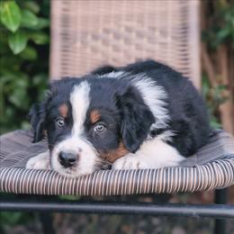 Boy 4 - Black tri-color male Australian Shepherd puppy in Yakima, Washington from Naches Heights Ranch