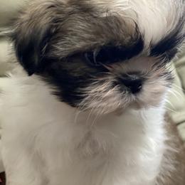 Shih Tzu Puppies from Willow Lane Shih Tzus