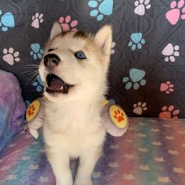 Siberian Husky Puppies from Canace Siberians