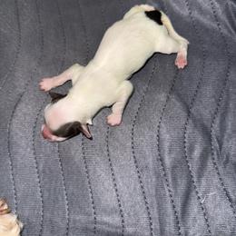 Boy 2 - Black and white male Havanese puppy in Reese, Michigan from Windy Hill Havanese
