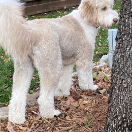Aussiedoodle All Grown Up from Sand Hill Aussies and Doodles