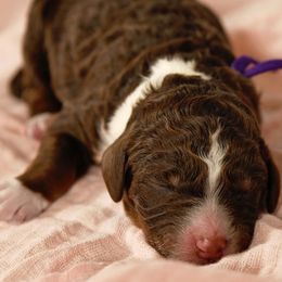 Girl 2 - Merle Bernedoodle puppy in Vinita, Oklahoma from American Poodles and Doodles