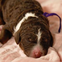 Girl 2 - Merle Bernedoodle puppy in Vinita, Oklahoma from American Poodles and Doodles