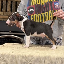 Boy 1 - Black tan and white male Miniature Bull Terrier puppy in Haslet, Texas from Haltmeier-Sunrise