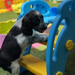 English Springer Spaniel Puppies from Butterfield Trail Farm