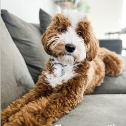 Koa - Goldendoodle