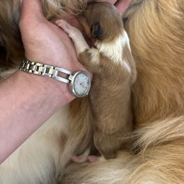 Girl 1 - White female Collie puppy in Abilene, Texas from Regal Lassie's