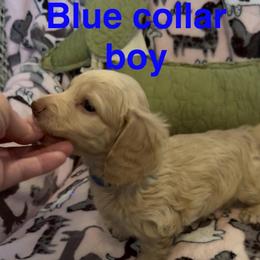 Blue collar - Non Dapple - Cream male Dachshund puppy in Mt. Pleasant, Texas from The Spotted Doxie