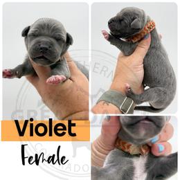 Violet - Blue female Great Dane puppy in Sac City, Iowa from Northern Great Danes of Colorado & Iowa