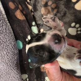 Boy 2 - Black and white male Portuguese Water Dog puppy in Indianola, Utah from Mlee puppies