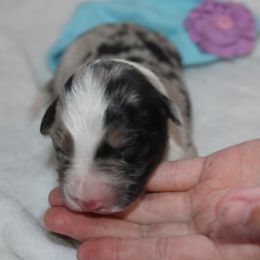 Boy 4 - male Border Collie puppy in Mckinney, Texas from Border Collies of Ruidoso