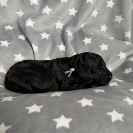 AKC Sasha - Mint - Black female Poodle puppy in Baytown, Texas from Charlotte & Co. Miniature Poodles
