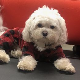 Maltese from Wynn Farms
