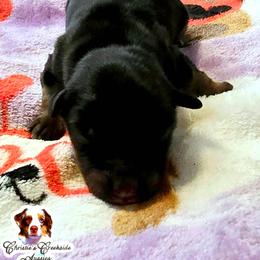 Bear - Black tri male Miniature Australian Shepherd puppy in Punta Gorda, Florida from Christie's Creekside Aussies
