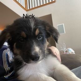 Boy 1 - Tri-color Border Collie puppy in Kenefic, Oklahoma from Woolly Farms
